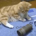 Cat gernade boom GIF Template