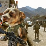 Army dog