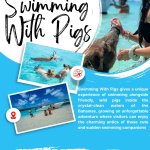 Swimming With Pigs