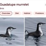 guadalupe murrelet meme