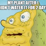 about to die | MY PLANT AFTER I DIDN'T WATER IT FOR 2 DAYS | image tagged in dried up spongebob,spongebob | made w/ Imgflip meme maker