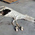 Deflated horse