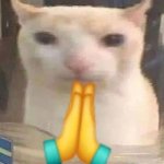 Praying cat