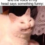 Cat Laughing | me when I'm alone and the voice in my head says something funny: | image tagged in cat laughing,memes,funny,cats,alone,cat | made w/ Imgflip meme maker