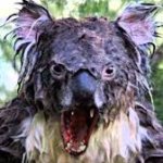 Drop Bear