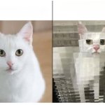 Before After Cat