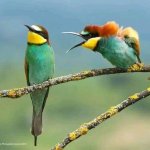 Aloof bee eater.