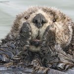 Shocked Otter
