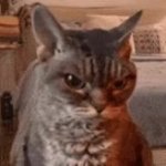 angry cat GIF Template