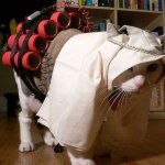 islam cat