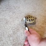 turtle scratch butt GIF Template