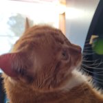 Cat Does a Thunk template