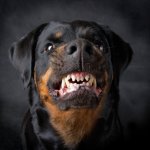 Mean Rottie