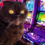 Gambling cat