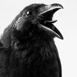 Shouting Crow