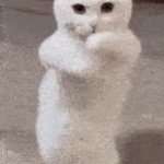 dancing cat GIF Template