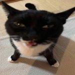Cat of anger
