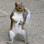 Fight Squirrel