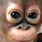 Budi