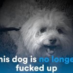 This dog is no longer fucked up meme