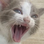 Kitten laugh