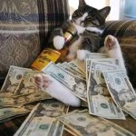 Cat with alcohol and money