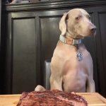 Dog and steak
