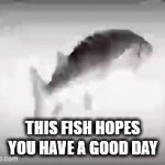 Don't Cry, I Am Just A Fish | THIS FISH HOPES YOU HAVE A GOOD DAY | image tagged in gifs,fish | made w/ Imgflip video-to-gif maker