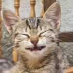 grin cat