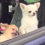 waking up dogs GIF Template