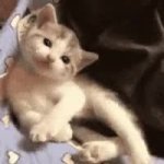 cat vibing GIF Template