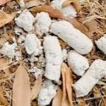 White dog poop