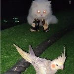 Ambushing Cat Staring At Unaware Cockatiel