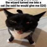 Lied | Me looking at bro after the wizard turned me into a cat (he said he would give me $20) | image tagged in cat of anger,memes,shitpost,cats,oh wow are you actually reading these tags | made w/ Imgflip meme maker