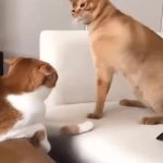 Cat slapping cat GIF Template