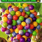 Funny | I DON'T KNOW ABOUT THE WATER MAKING THE FROGS GAY BUT THESE GRAPES LOOK PRETTY COOL 😎. | image tagged in funny,alex jones,frogs,grapes,water,lol | made w/ Imgflip meme maker