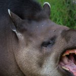 Overeager Tapir