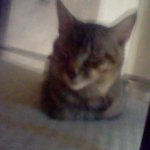 Funny Cat