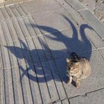 elder cat god