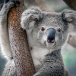 Koalas - the assholes of the animal kingdom