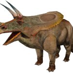 Torosaurus (FMM UV-32)