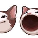 Bro cat