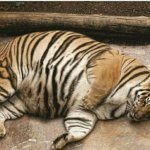 Chomky Toger