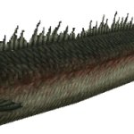 Babelichthys (FMM UV-32)