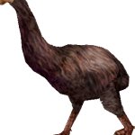 Dinornis (FMM UV-32)