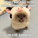 he’s a lil’ gangsta | i didn’t brush my teeth before going to bed tonight; i’m a lil’ gangsta | image tagged in gangsta | made w/ Imgflip meme maker