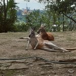 Kangaroos chillin