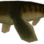 Juvenile Platecarpus (FMM UV-32)