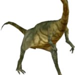 Coelophysis (FMM UV-32)