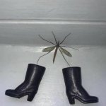 fashionable crane fly